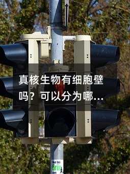 真核生物有细胞壁吗?可以分为哪几类?