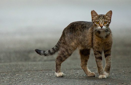 �����Ч���ó�����ѧ���鳤���ؼ������뼼��